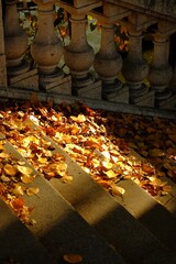 l'air d'automne, Paris, France