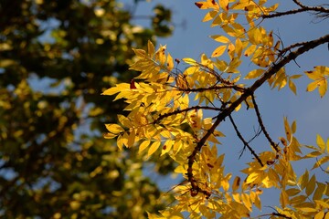 air d'automne, Paris, France