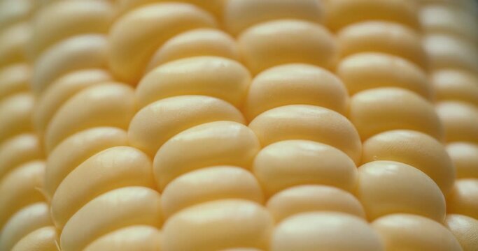 Macro View Yellow Grains Corn Cob Background Food Organic Close Up. Closeup Fresh Sweet Corn on Cob, Ingredient Prepare for Organic Food. Corn Seeds Texture, Agriculture Healthy Natural Nutrition.