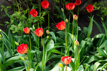 Red tulip flowers on flowerbed in city park