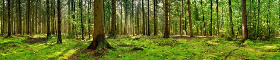 Panorama of a forest with a glade covered by moss in the light of the morning sun - obrazy, fototapety, plakaty