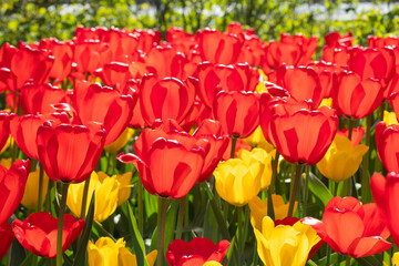 Field with beautiful red and yellow tulip flowers