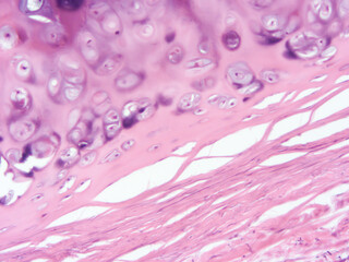 picture of histology human tissue with microscope from laboratory (not Illustration Designation)