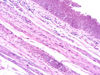 picture of histology human tissue with microscope from laboratory (not Illustration Designation)