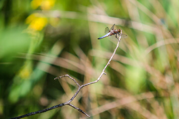 dragonfly on a branch
