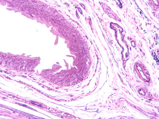 picture of histology human tissue with microscope from laboratory (not Illustration Designation)