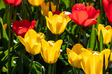 Yellow and red tulip flowers on flowerbed in city park