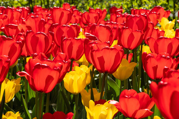 Field with beautiful red and yellow tulip flowers