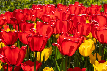 Field with beautiful red and yellow tulip flowers
