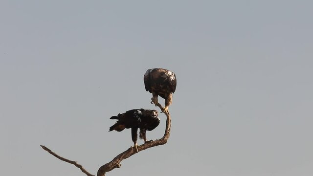 Adult female and four year old male Spanish Imperial Eagle at their favorite perch in early daylight