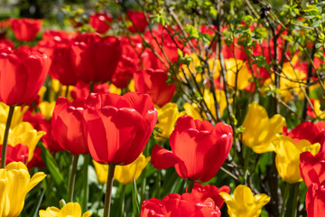 Yellow and red tulip flowers on flowerbed in city park