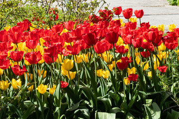 Obraz premium Yellow and red tulip flowers on flowerbed in city park