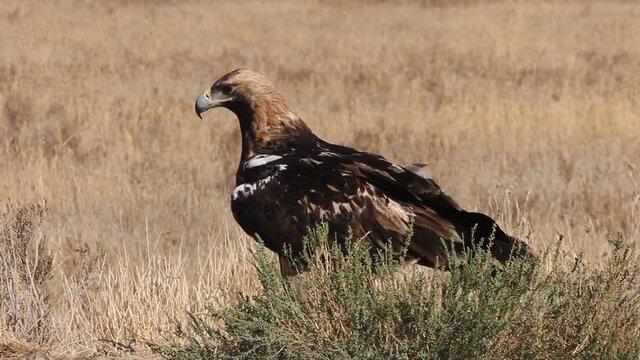 Spanish Imperial Eagle adult male with the first light of day