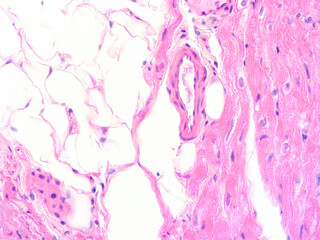 picture of histology human tissue with microscope from laboratory (not Illustration Designation)