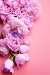  pink fresh fragrance roses  around pink  background. romantic and beauty concept