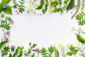 Frame of fresh medicinal herbs and wild flowers top view