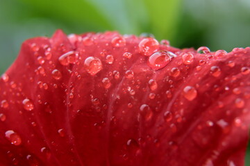red hibiscus with water drops © SuGak