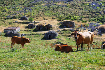 Traditional shepherd's buildings found in Somiedo Nature Reserve, Asturias, Spain
