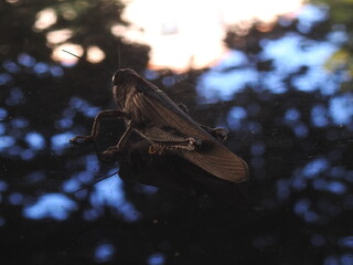 Locusta migratoria - szarańcza wędrowna - makro - ciemne tło