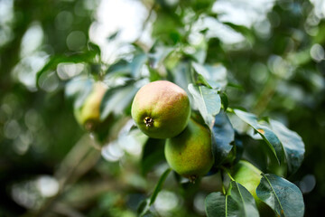 Organic, ripe pears in the summer garden, autumn harvest, Close up view of Pears grow on pear tree branch with leaves under sunlight, Selective focus on pears..