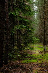 Pine dark forest. In a fairy forest.
