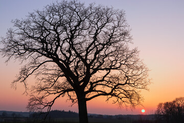 Fototapeta na wymiar Baum Silhouette im Winter