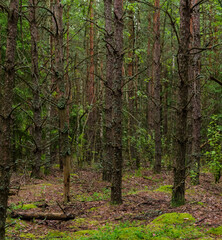 Fabulous beautiful pine forest. Walks in the woods.