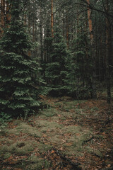 Obraz premium Fabulous beautiful pine forest. Walks in the woods.