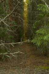 Pine forest. A path in a pine forest. Walking through the forest, picking mushrooms.