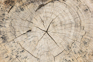 Close up of wooden texture