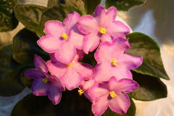 Close-up of pink violets blossom