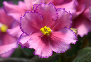 Close-up of pink violets blossom