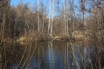 Fototapeta premium pond with dry grass on the lake in the water in the trees in autumn