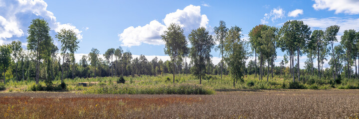 Obraz premium Rapeseed fields before harvesting. New eco friendly technologies for biofuel production. Ripe rapeseed in the farms agricultural fields is ready for harvesting. Concern for the environment.