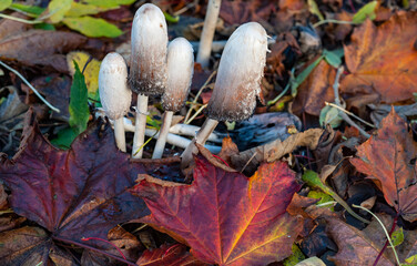 Shaggy Mane (Coprinus comatus) Mushroom growing in the forest during autumn