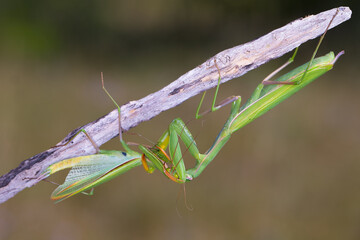 Praying mantis on the branch