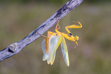 Praying mantis on the branch