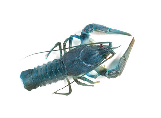 Blue crayfish isolated on white, top view. Freshwater crustacean