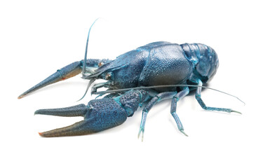 Blue or sapphire crayfish isolated on white