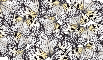 Many beautiful rice paper butterflies on white background