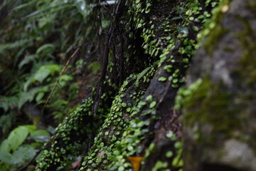 Green leaves on a tree