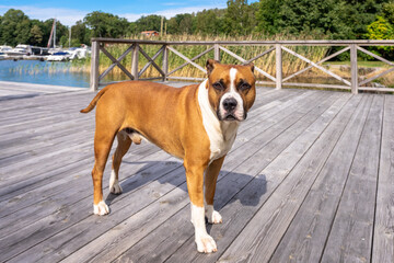 Big beautiful American bulldog red and white color. A brave smart pet dog stands on a wooden pier...