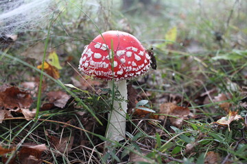 a poisonous forest mushroom inedible fly agaric with a red cap in the grass