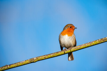 cute little robin bird perched on a tree branch in the sunshine