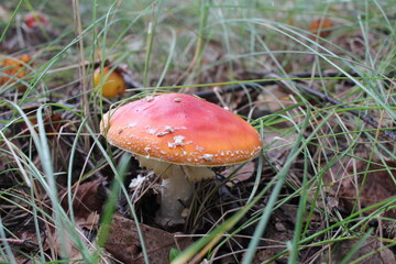 a poisonous forest mushroom inedible fly agaric with a red cap in the grass