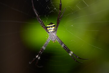 spider on web