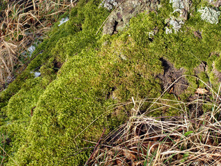 Mossy birch 2