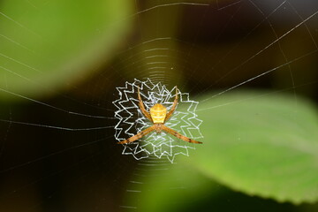 spider on web