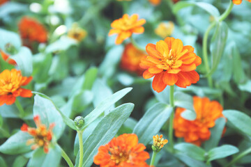 Zinnia flowers blooming in the garden.