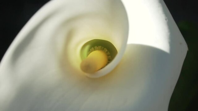 Closeup to pistil of calla flower